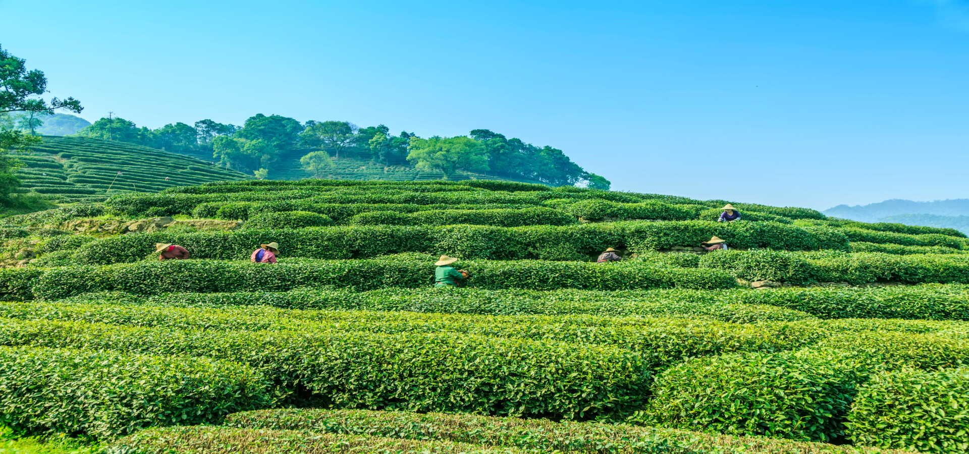 Tea estate workers — MS Tea Guru sourcing